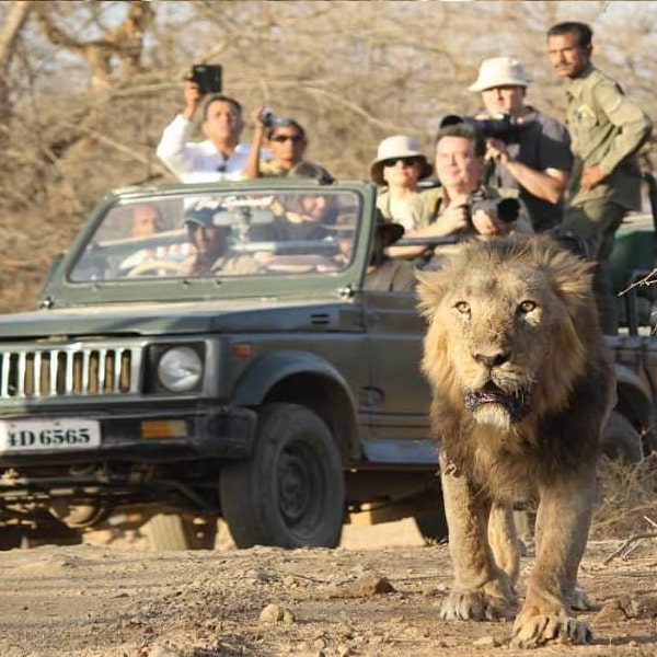 LION SAFARI TOUR.jpg